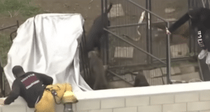 LA breeder, 35, mauled to death by 13 pit bulls